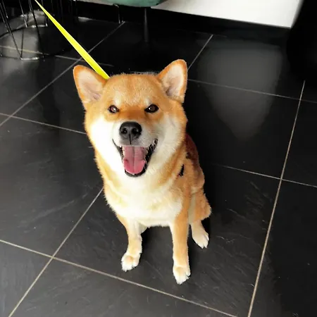 Hotel Central 케치케메트