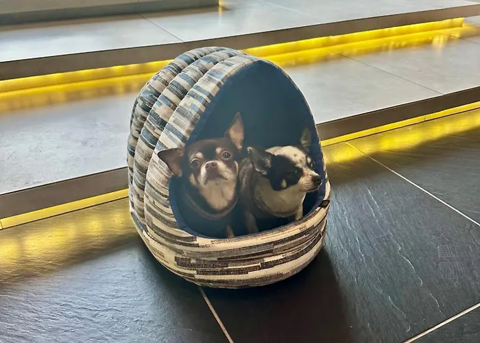 Hotel Central 케치케메트