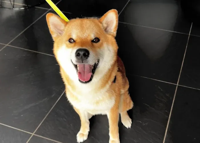 Hotel Central 케치케메트